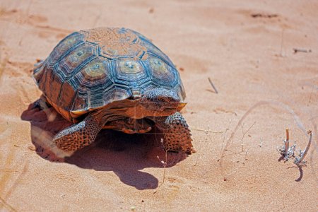 Photo for Desert Tortoise, Gopherus agassizii, in the sandy Nevada desert after emerging from its winter hibernation den. - Royalty Free Image