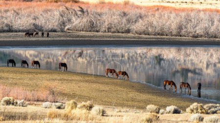 Foto de Wild Mustang Horses drinking out of Little Washoe Lake in Northern Nevada near Reno. - Imagen libre de derechos