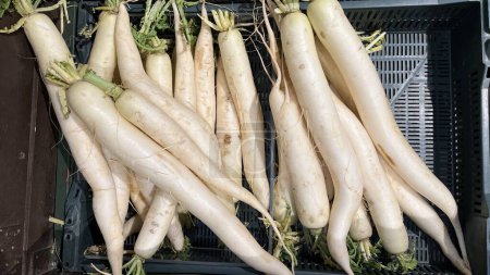 Présentoir de radis blanc frais dans une boîte à plateau en plastique. Légumes frais sur le marché.