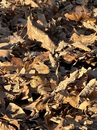 Téléchargez les photos : Les feuilles sèches se trouvent éparpillées sur le sol, se prélassant dans la lumière chaude du soleil - en image libre de droit