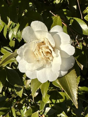 Téléchargez les photos : Une fleur de camélia blanche sur un buisson vert luxuriant, illuminée par la lumière naturelle du soleil, soulignant les pétales délicats et la verdure vibrante - en image libre de droit