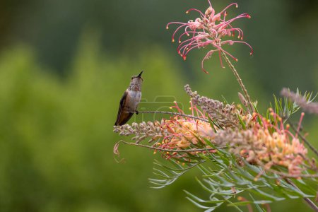 Nahaufnahme eines Allens Kolibri