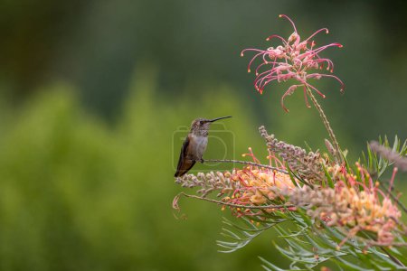 Nahaufnahme eines Allens Kolibri