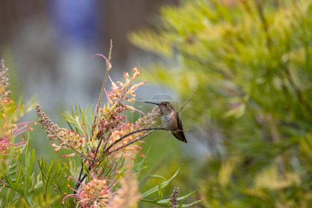 Photo for Close up of an Allen's hummingbird - Royalty Free Image