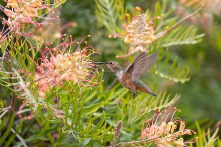 Photo for Close up of an Allen's hummingbird - Royalty Free Image