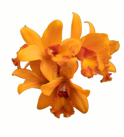 Photo for Orange orchid blossoms on a white background - Royalty Free Image