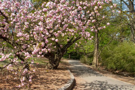 Foto de Flores de cerezo a lo largo de un sendero en un parque - Imagen libre de derechos