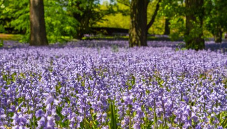 Foto de Alfombra de flores púrpuras en el bosque - Imagen libre de derechos