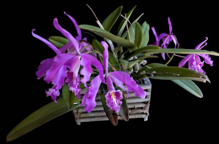 Photo for Orchid flowers against a black background - Royalty Free Image