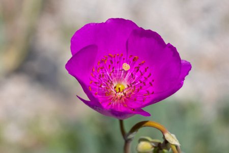 gros plan d'une fleur rose