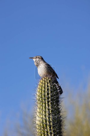 Vogel hockt auf einem Kaktus
