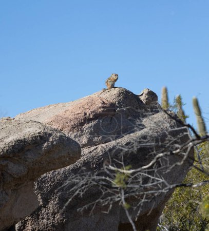 Chipmunk perched on a desert rock