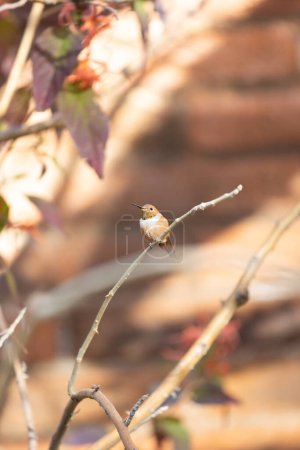 Photo for Wild hummingbird sitting on a branch - Royalty Free Image