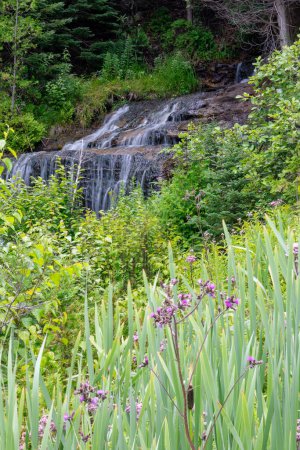 Photo for Flowers in front of Alger falls outside of Munising Michigan - Royalty Free Image