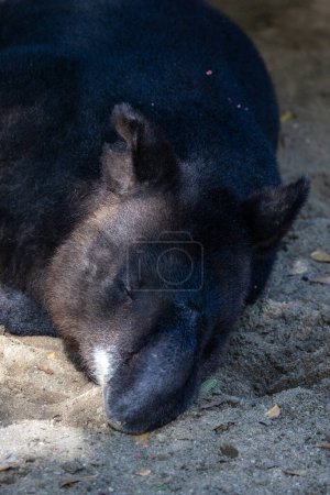 Photo for Mountain tapir sleeping on the ground - Royalty Free Image