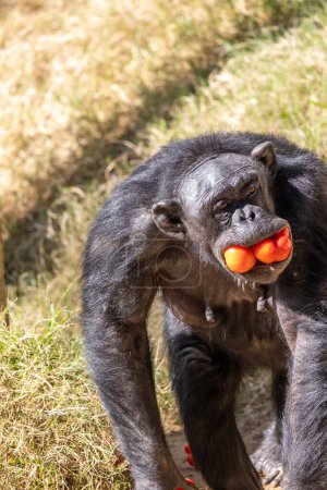 Photo for Chimpanzee with several fruit in its mouth - Royalty Free Image