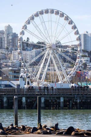 Photo for San Francisco, CA - January 4 2024:  California sean lions with a ferris wheel in the distance - Royalty Free Image