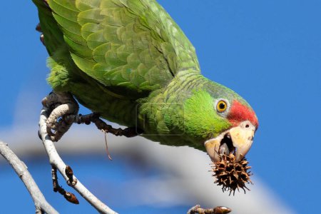 Photo for Red crowned parrot eating in a sweetgum tree - Royalty Free Image