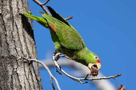 Photo for Red crowned parrot eating in a sweetgum tree - Royalty Free Image