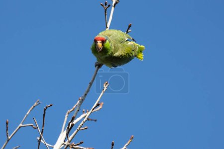 Photo for Red crowned parrot in a sweetgum tree in Los Angeles - Royalty Free Image