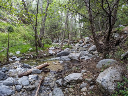 Stream in the woods in California