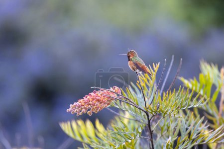 Allen's hummingbird perched on a branch