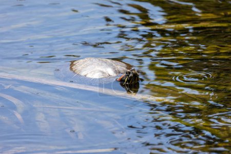 Red eared slider turtle swimming in water