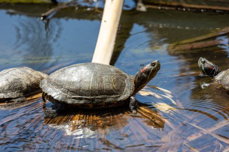 Red eared slider turtle on a palm leaf in water