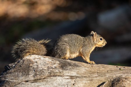 Squirrel on a log in the woods