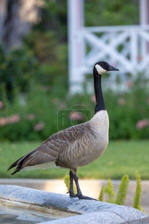 Canadian goose perched on a fountain