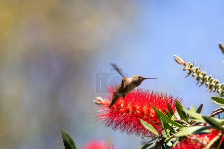 Allens Kolibri auf rotblühendem Kaugummibaum