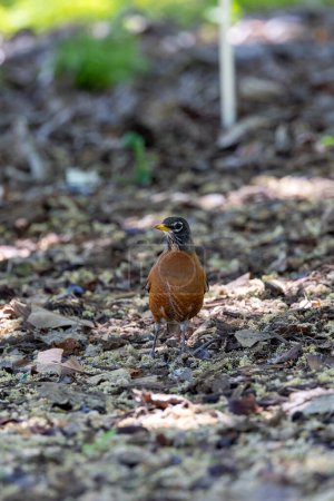 Robin au sol dans les bois à la recherche de nourriture