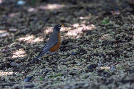 Téléchargez les photos : Robin au sol dans les bois à la recherche de nourriture - en image libre de droit