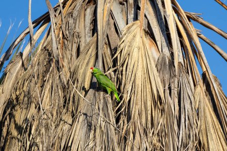 Green parrot in a palm tree in Los Angeles