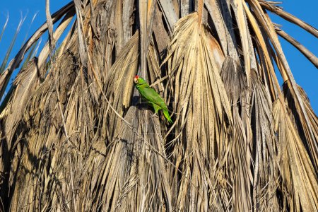 Grüner Papagei in einer Palme in Los Angeles