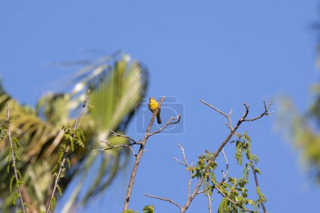 hooded oriole perched in a tree