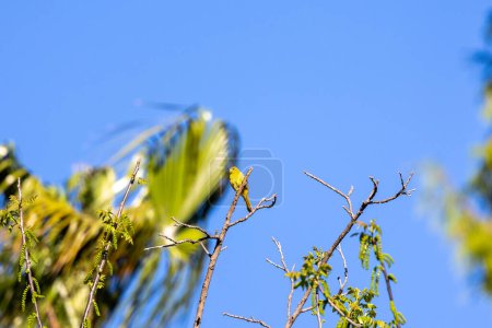 Kapuzenpirol hockt in einem Baum