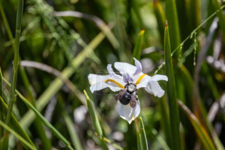 Bumblebee pollinating an iris