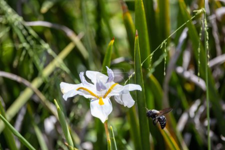 Hummeln bestäuben eine Iris