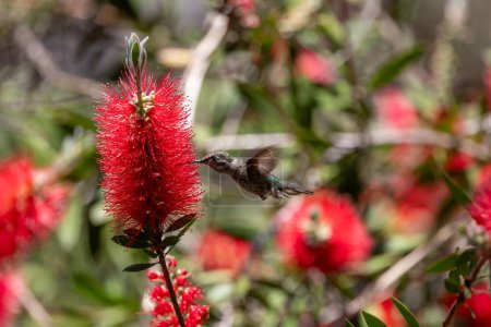 Annas Kolibri auf rotblühendem Kaugummibaum