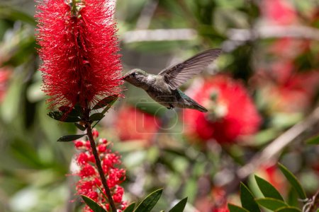 Annas Kolibri auf rotblühendem Kaugummibaum