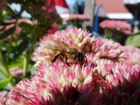 Photo for Honingbij op Sedum 4 vetkruid honing verzamelen - Royalty Free Image