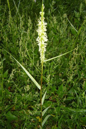 Photo for Perennial cordgrass Sporobolus maritimus. - Royalty Free Image