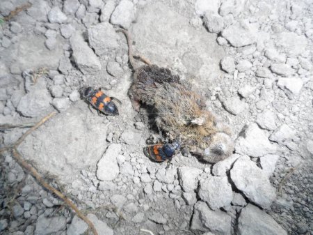 Photo for CARRIAGE BEETLES FIGHTING OVER A DEAD MOUSE - Royalty Free Image