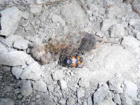 Photo for Aaskevers, doodgravers, vechten om een dode muis - Royalty Free Image