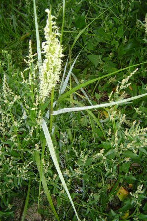 Téléchargez les photos : Cordgrass vivace Sporobolus maritimus. - en image libre de droit