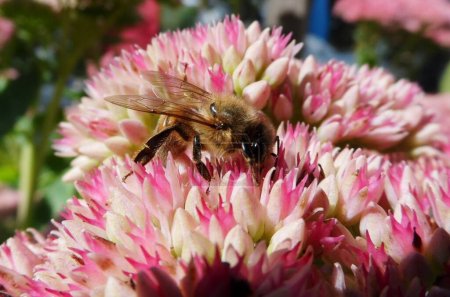 Photo for HONEY BEE ON FLOWERING SEDUM. - Royalty Free Image
