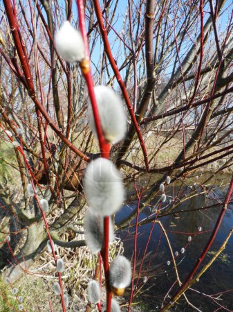Photo for WILLOW TREE, WILLOW TREE WITH FLOWER BUDS,WILLOW FLOWERS, - Royalty Free Image