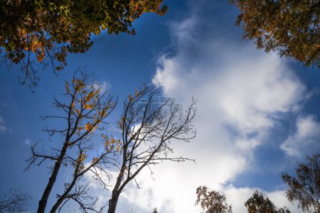 Téléchargez les photos : Hauts d'arbres d'automne contre le ciel avec des nuages. Photo de haute qualité - en image libre de droit