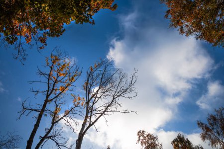 Téléchargez les photos : Hauts d'arbres d'automne contre le ciel avec des nuages. Photo de haute qualité - en image libre de droit